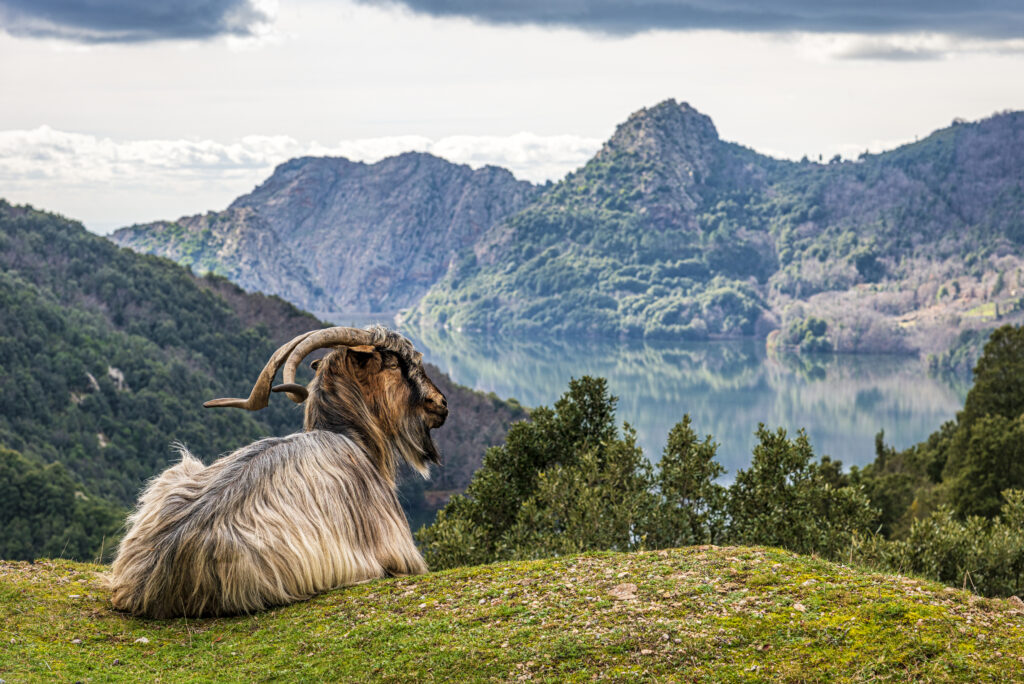 Paysage de montagne en Corse en hiver avec une chèvre contemplant un lac, symbole de nature et de tranquillité sur l’île de beauté.