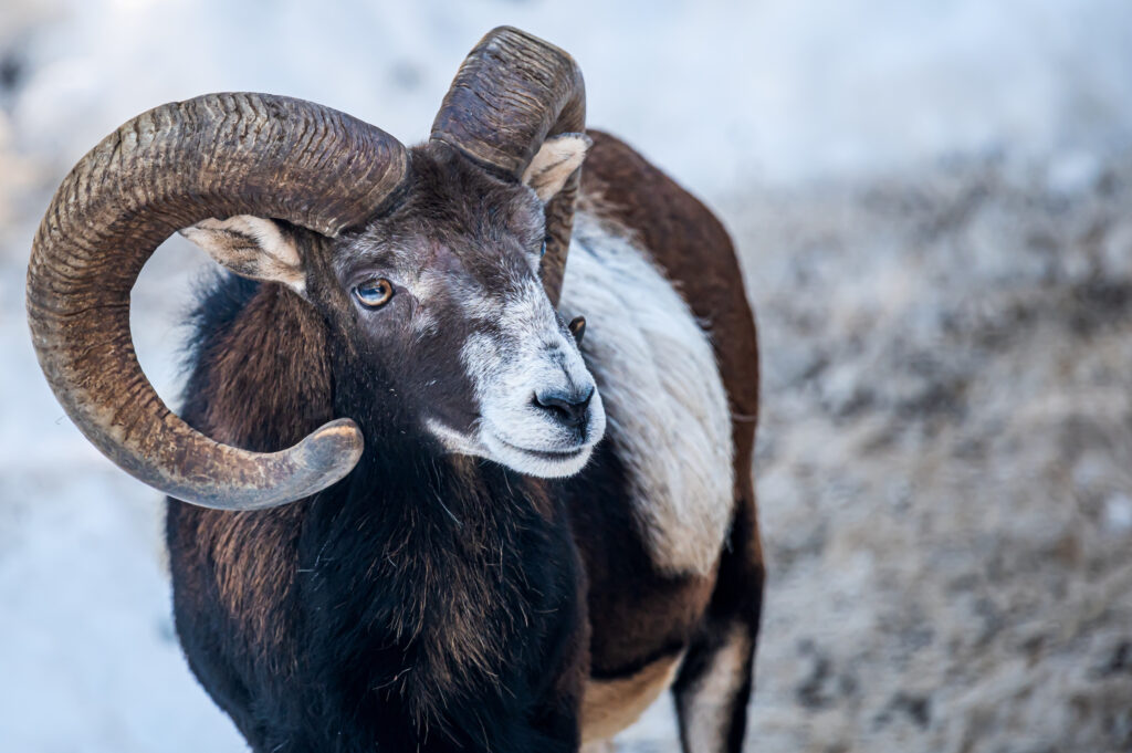 Mouflon corse en hiver, emblématique de la faune de Corse, observé en février dans un paysage naturel de montagne.