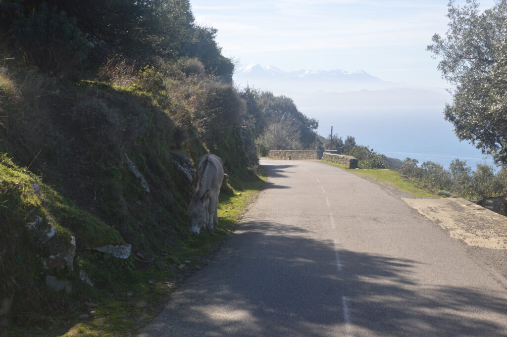 Route de montagne en Corse avec vue mer, végétation printanière et âne sur le bord de la route